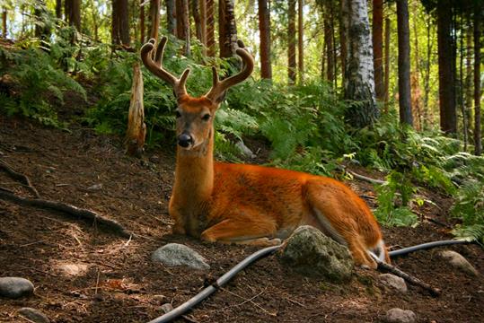 Зоопарк в Китее